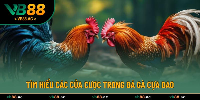Những cửa cược phổ biến trong đá gà cựa dao 