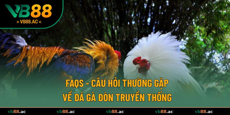 Thắc mắc thường gặp về chọi gà đòn 
