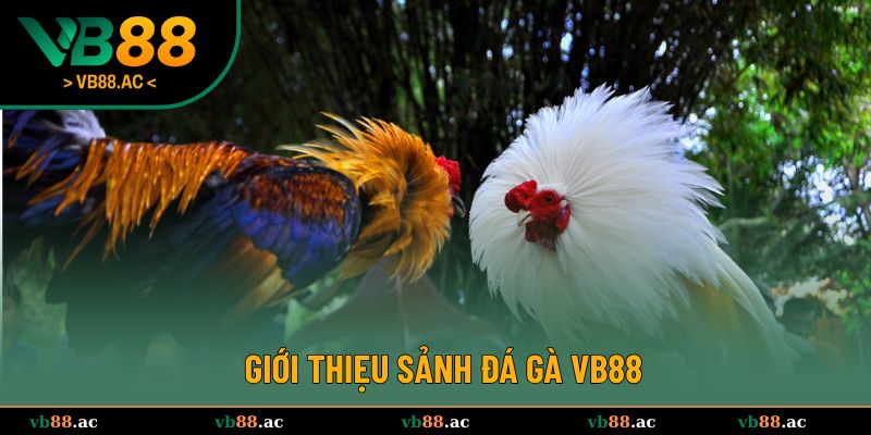 Đôi lời giới thiệu đá gà VB88 