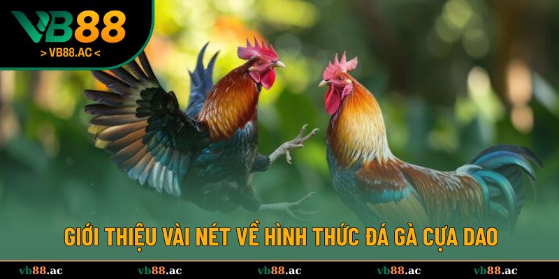 Giới thiệu vài nét về hình thức đá gà cựa dao