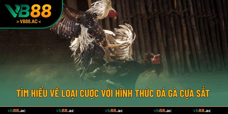 Tìm hiểu về loại cược với hình thức đá gà cựa sắt 