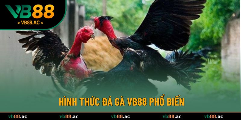 Khám phá hình thức đấu chiến kê tuyệt diệu 
