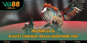 Màu mạng gà đá