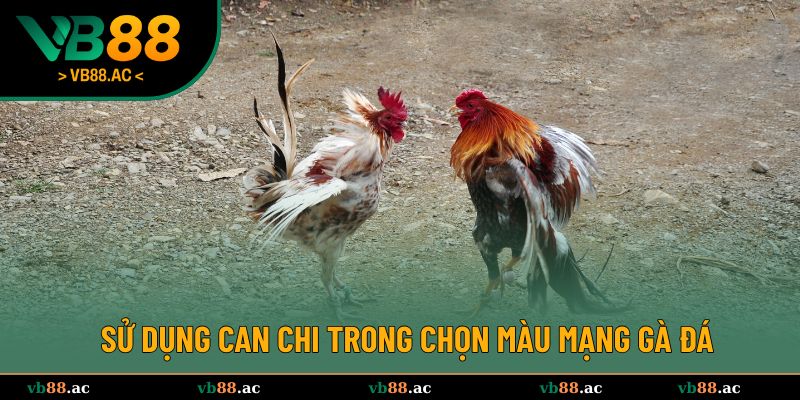 Sử dụng Can Chi trong chọn màu mạng gà đá
