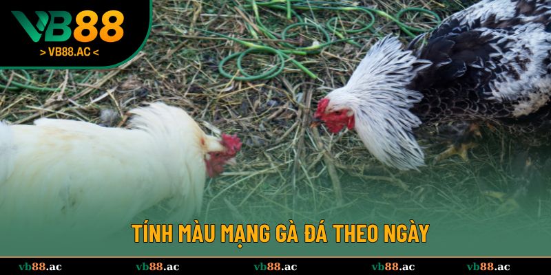 Hướng dẫn cách thực hiện tính màu mạng gà đá theo ngày