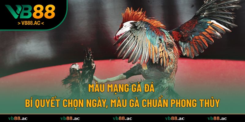 Màu mạng gà đá