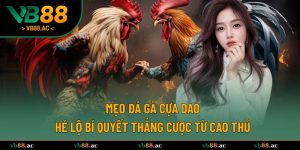 mẹo đá gà cựa dao