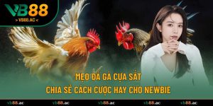 mẹo đá gà cựa sắt