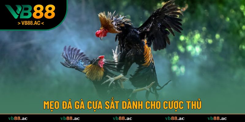 Các mẹo đá gà cựa sắt đem đến chiến thắng cho kê thủ 