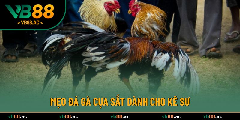 Mẹo đá gà cựa sắt mà kê sư nên biết 