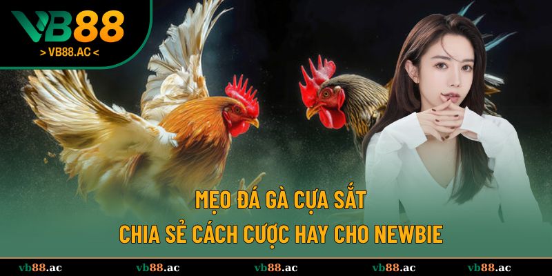 mẹo đá gà cựa sắt