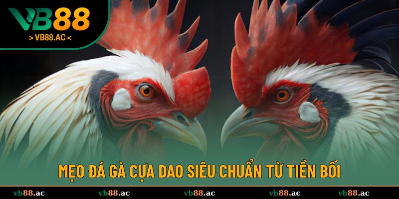 Mẹo đá gà cựa dao có tính chuẩn xác cao từ chuyên gia 
