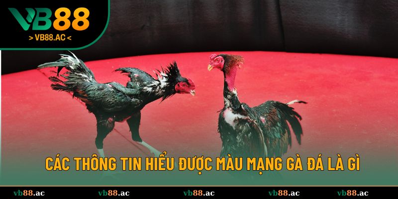 Các thông tin giúp hiểu được màu mạng gà đá là gì