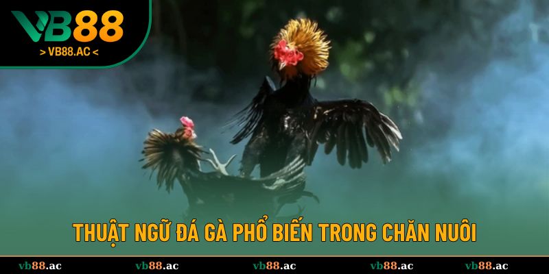 Một số thuật ngữ đá gà phổ biến trong quá trình chăn nuôi