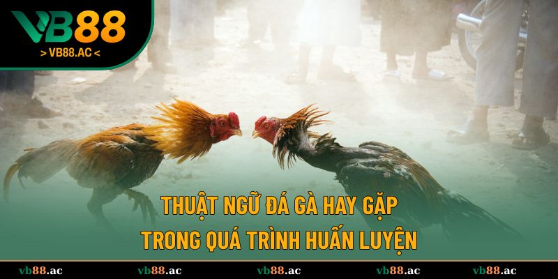 Những thuật ngữ đá gà phổ biến khi huấn luyện chiến kê