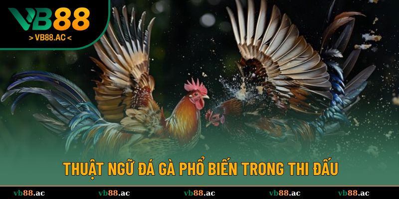 Các từ hay sử dụng trong thi đấu chọi gà