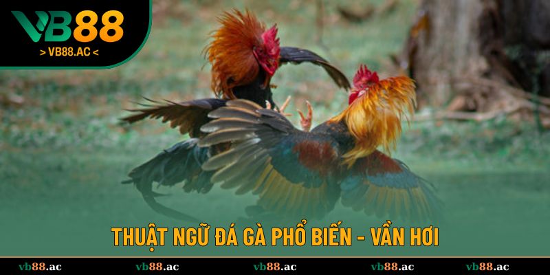 Tìm hiểu vần hơi là gì trong đá gà
