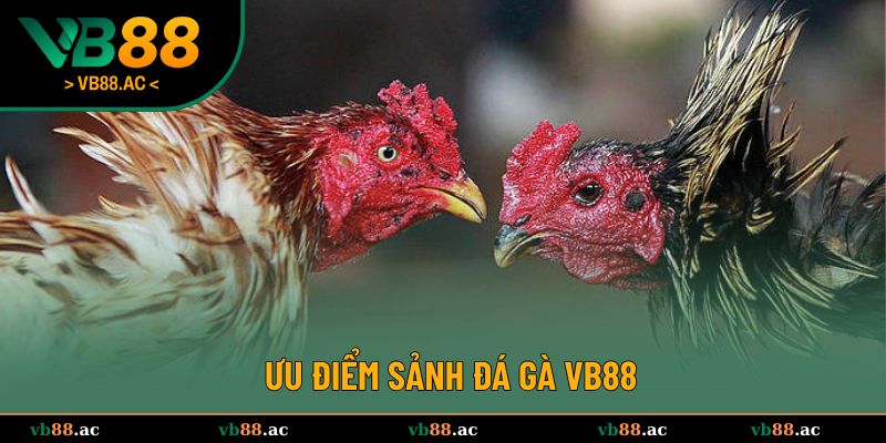 Lợi thế vượt trội của sảnh chọi gà
